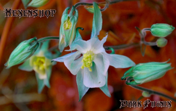 Hexenshop Dark Phönix Ritual für Angst zuüberwinden
